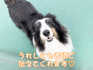 モデル犬たちのためのＷａｎ活♪